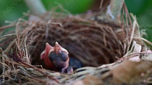 New born birds waiting for mom feeding in the nest. Baby birds open mouth and shaking on tree. Kid hungry and need some food. photo