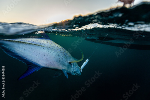 Obraz na płótnie fishing and catching a trevally
