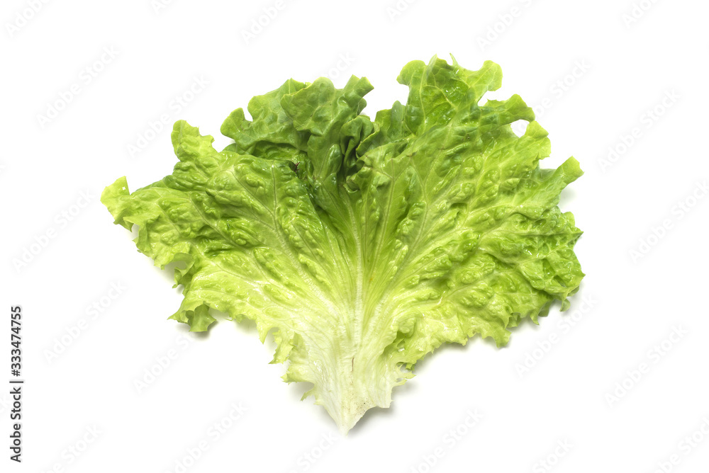 Closeup of isolated lettuce leaf on white background Closeup of isolated lettuce leaf on white background