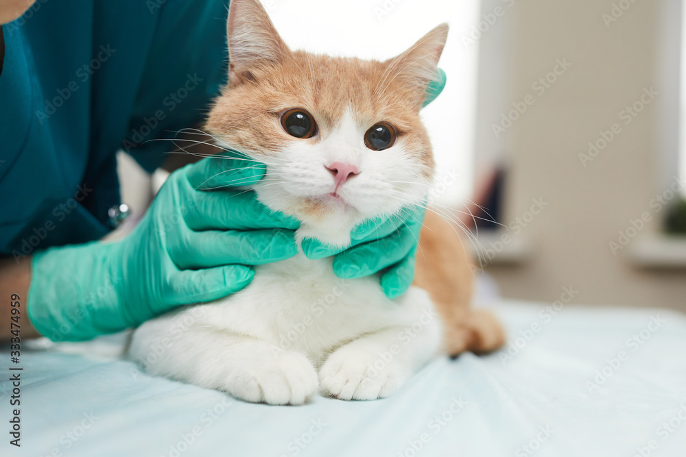Close-up of domestic cat on the table examining by the veterinarian in clinic Close-up of domestic cat on the table examining by the veterinarian in clinic