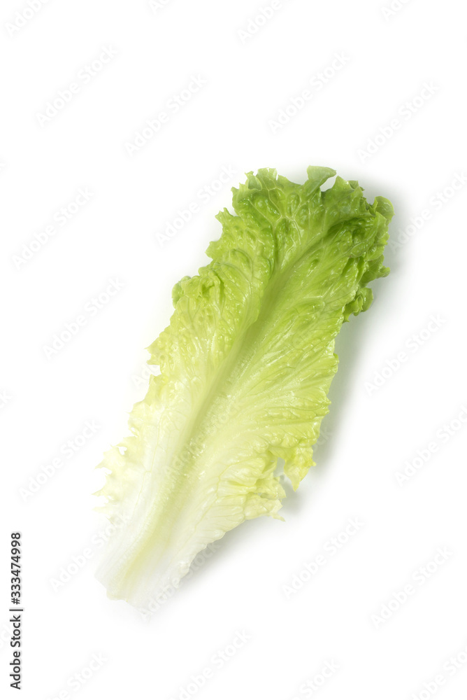 Closeup of isolated lettuce leaf on white background Closeup of isolated lettuce leaf on white background