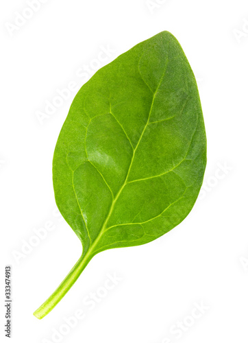 Green fresh spinach isolated on white background