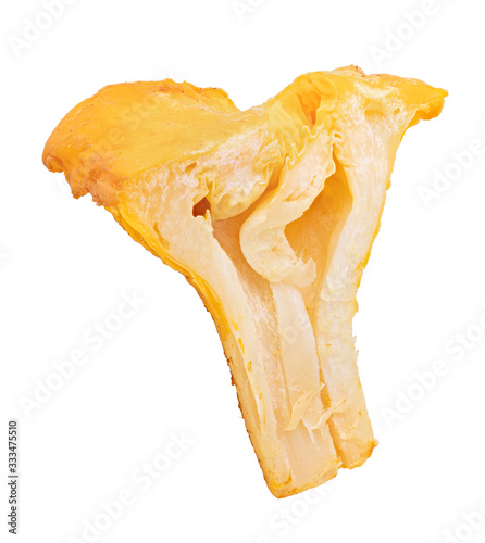 Chanterelle mushrooms isolated on white background photo