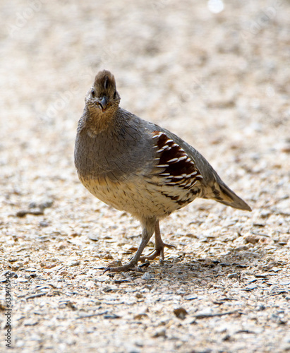 Gambel's quail stopping to look at the camera photo