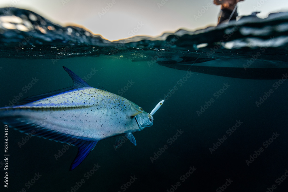 Naklejka premium fishing and catching a trevally