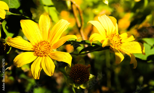 Yellow flower