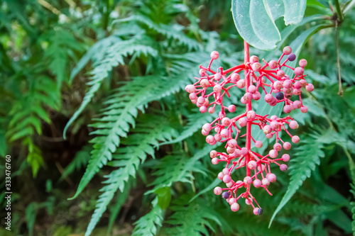 Seed of wild tree
