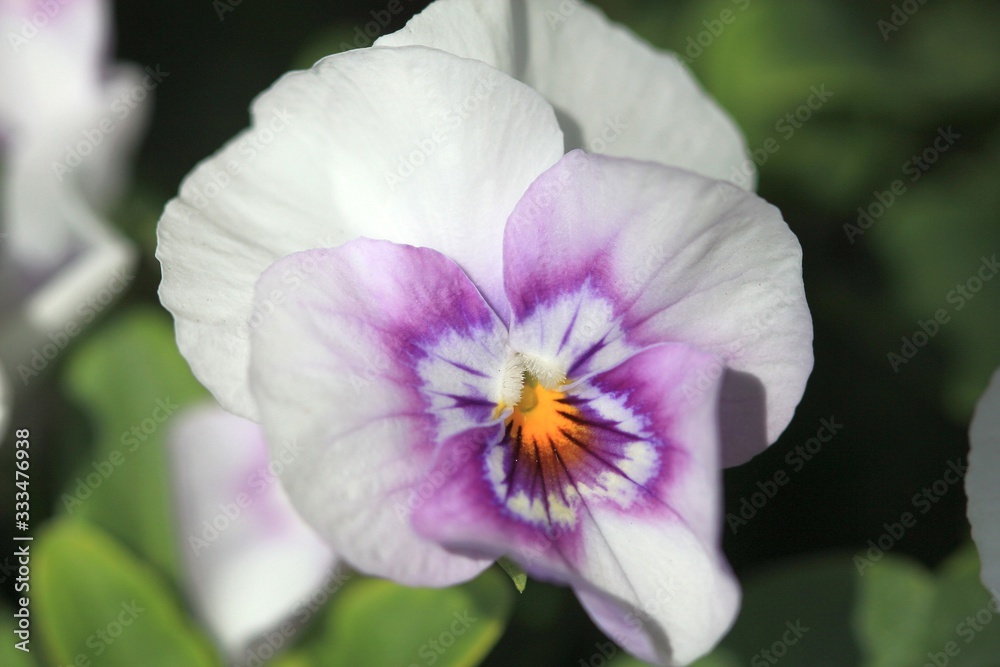 Delicate white flowers pansies in a flower bed in spring Delicate white flowers pansies in a flower bed in spring