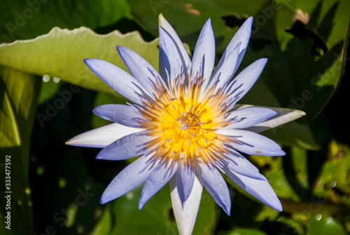 Fleur du fruit de la passion