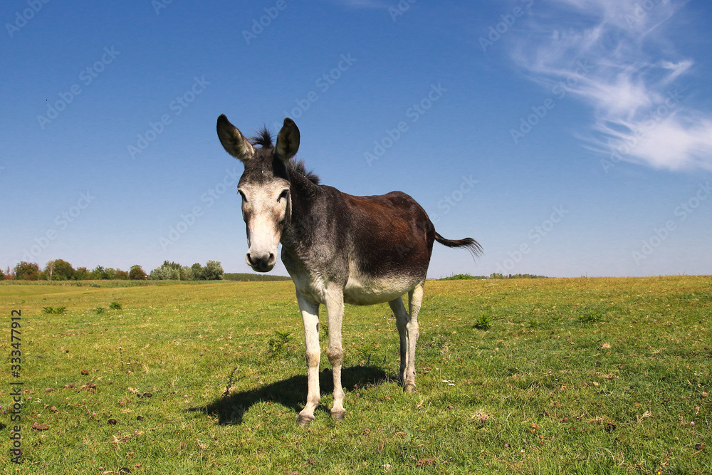Wild donkey on the spring meadow Wild donkey on the spring meadow