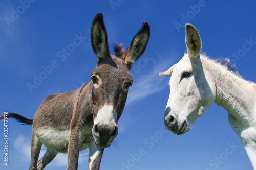 Fotobehang Portrait of Two funny face white and gray curious donkeys