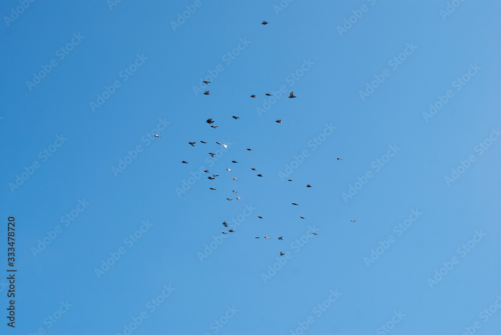 flock of birds flying in the sky