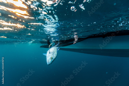 fishing and catching a trevally photo