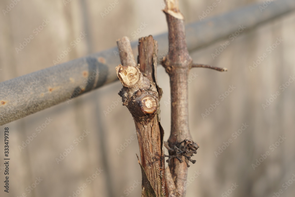cut off branch of grapes in spring