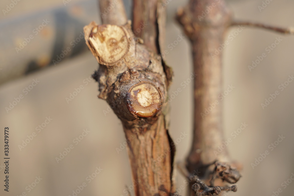 cut off branch of grapes in spring cut off branch of grapes in spring