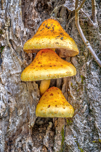 Three Orange Mushrooms Vertical