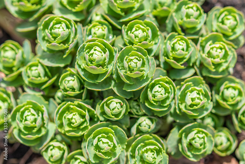 Succulent plant growing in garden on sunny spring day