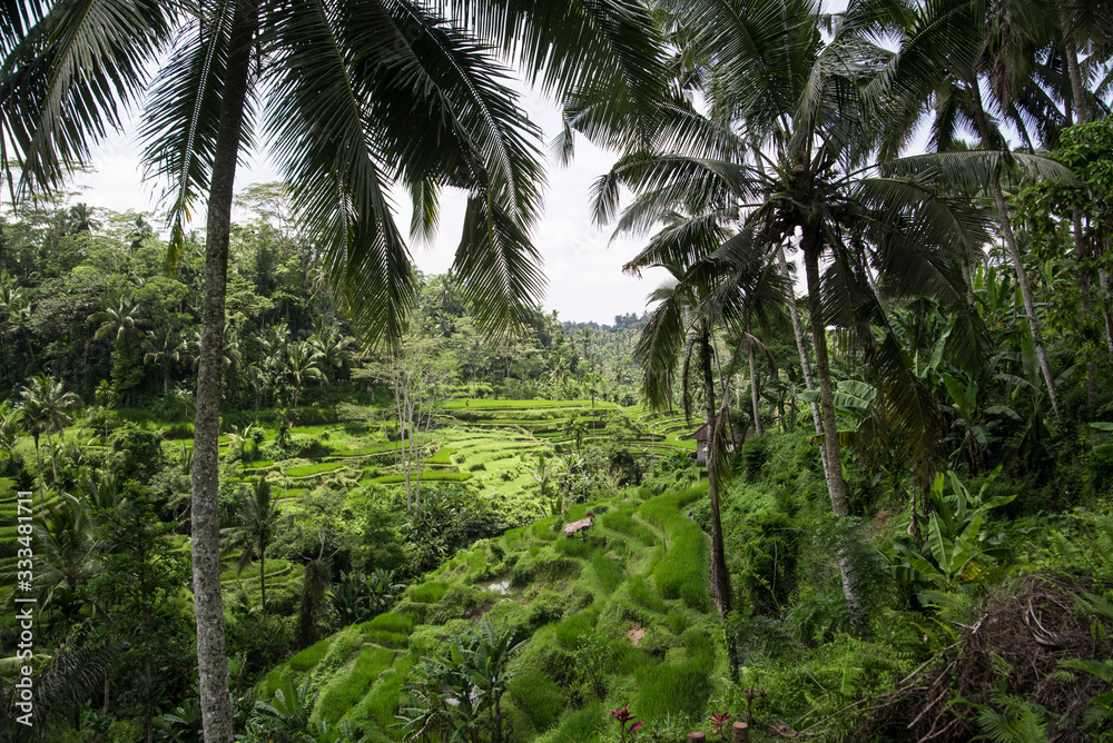 Green Rice Terraces through Palm Trees in Bali Indonesia 