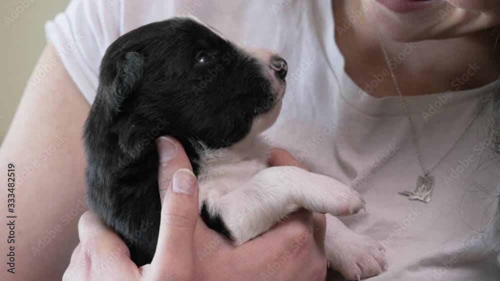 Border collie puppy being held by girl and stroked Border collie puppy being held by girl and stroked