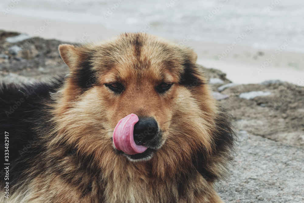 Perro peludo Perro peludo