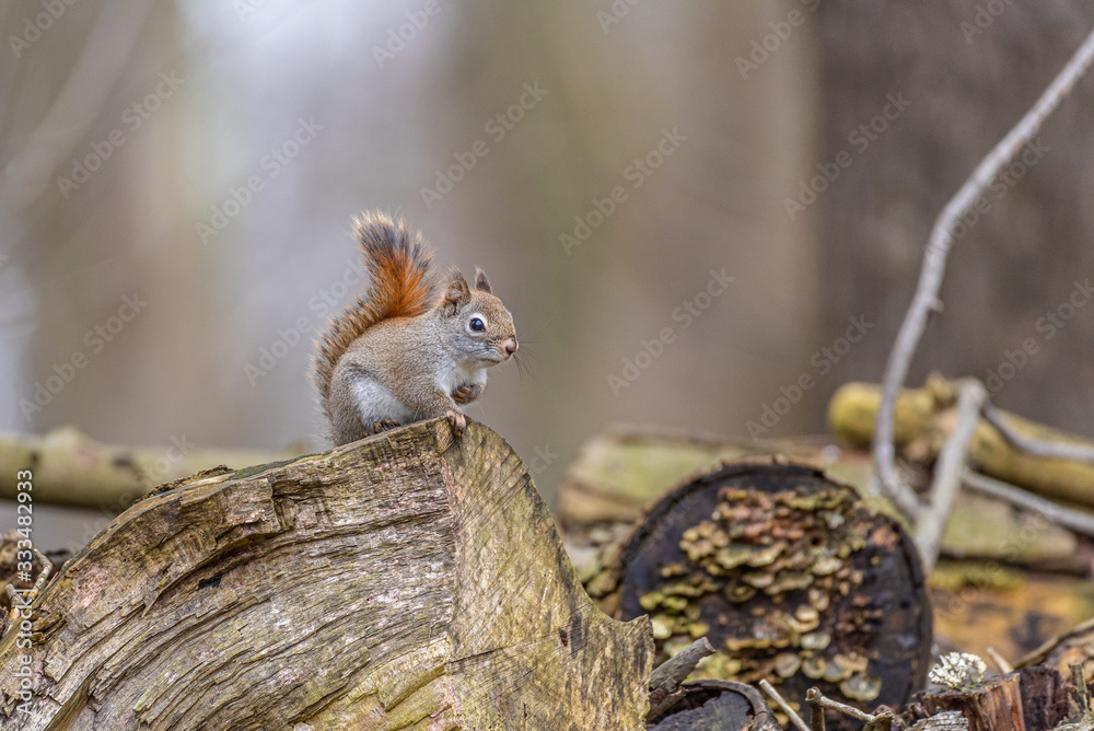 Cute squirrel with big eyes and bushy tail sitting on pile of logs in forest Cute squirrel with big eyes and bushy tail sitting on pile of logs in forest