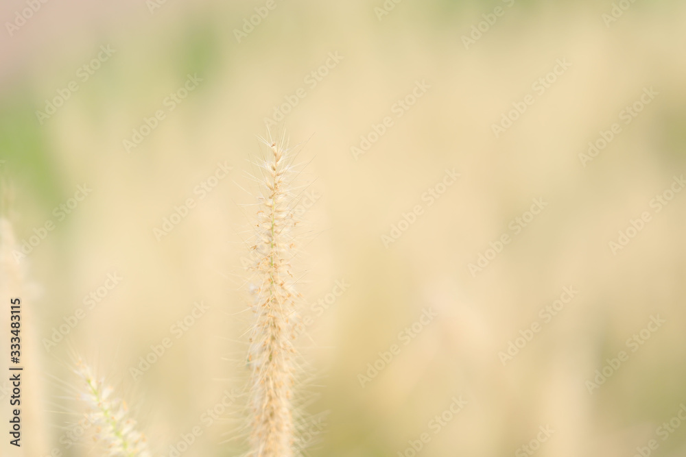 poaceae delicate grass flower under sunlight