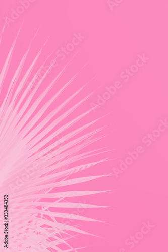Palm leaves on bright pink background. Minimal concept. Copy space