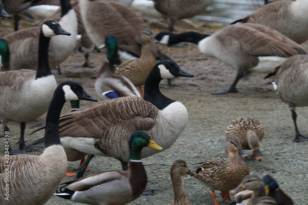 Obraz premium Geese and ducks 