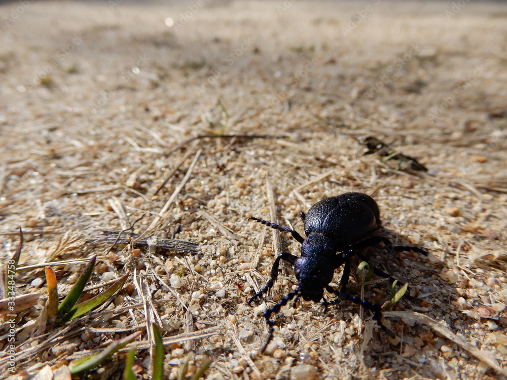black beetle black beetle
