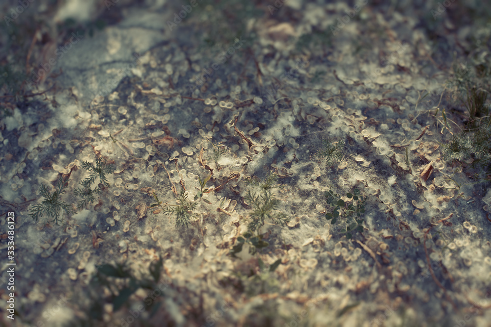 Magic forest toned close up texture. Natural abstract background with poplar fluff and seeds. Vintage toned.