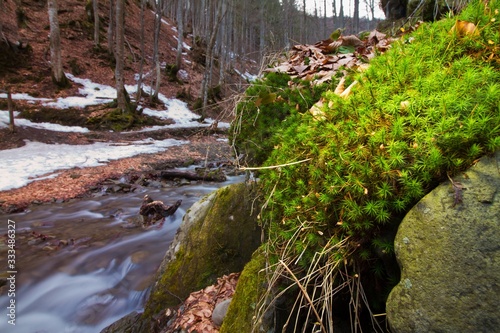 green moss grow on stone on a bank of river Pylypets, Carpathian Mountains in Transcarpathia down Gemba mountain, early spring evening, long exposure image photo