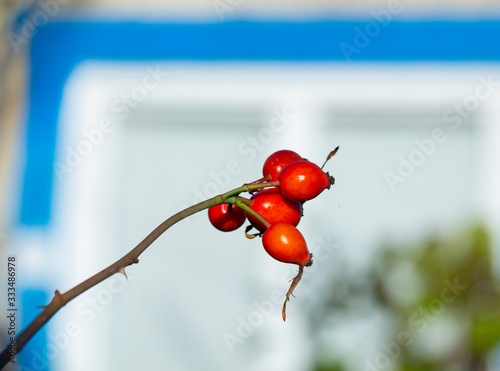 Red fruit of wild rose. The dog roses, the Canina section of the genus Rosa. Subtle swirly bokeh in the background. photo