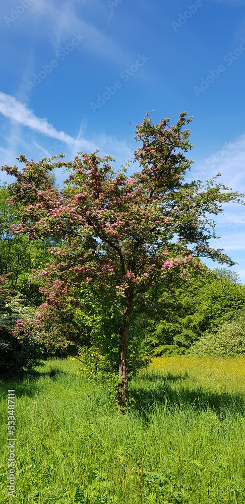trees with pink blossoms and blue sky trees with pink blossoms and blue sky