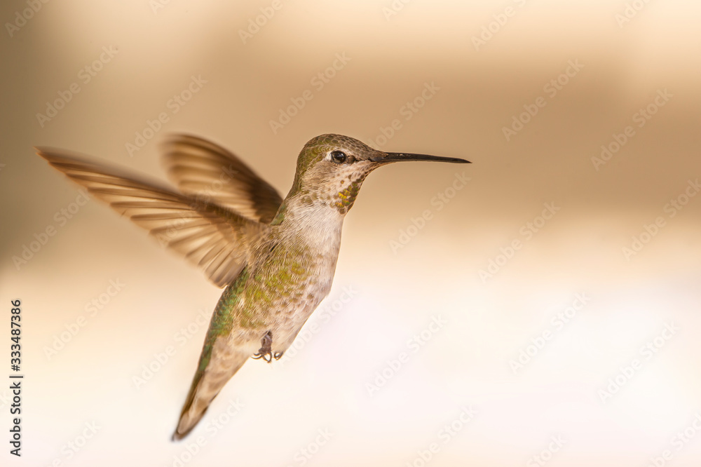 Hummingbird Hovering in a Suburban Backyard Hummingbird Hovering in a Suburban Backyard