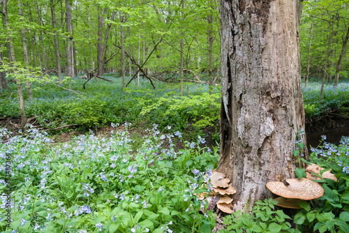 A massive spring bloom of virginia bluebells carpets the forest floor in a midwest woodland. photo