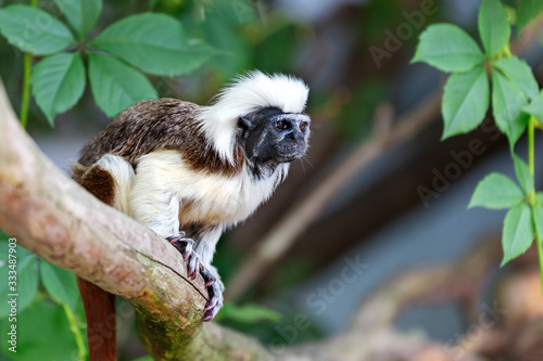 Tamarin Pinscher - a small brown and white monkey sitting on a tree trunk