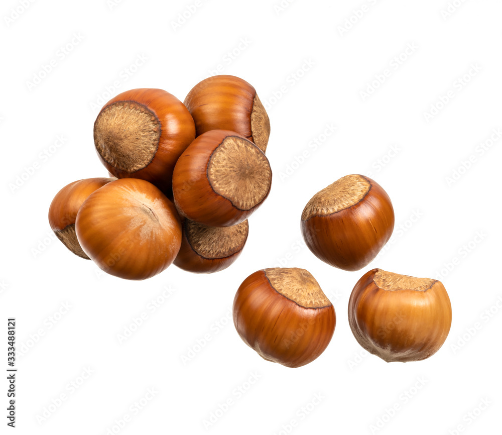 hazelnut filbert isolated on white background hazelnut filbert isolated on white background