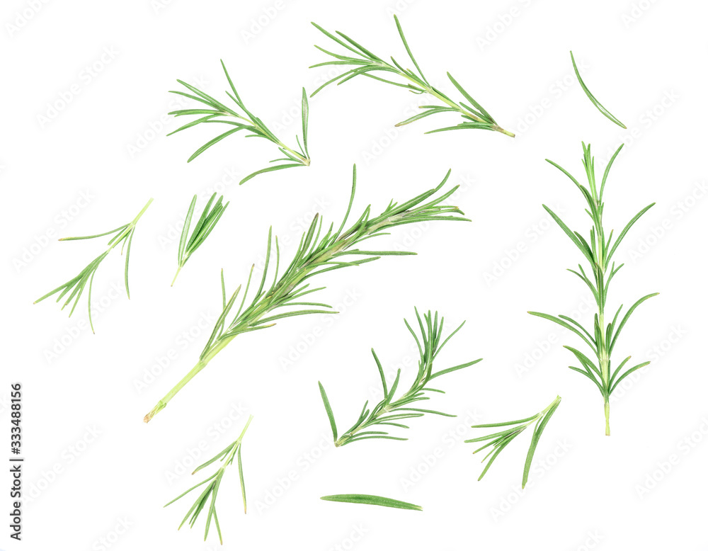 Rosemary isolated on white background, Top view.