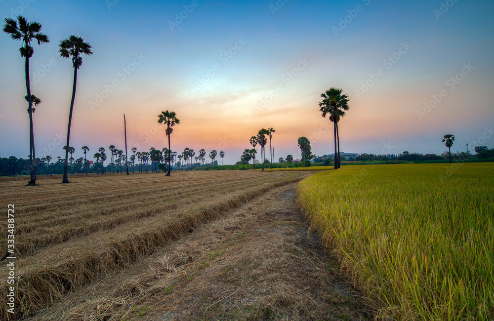 The view of the rice fields, the background of the sunset in the morning in Thailand The view of the rice fields, the background of the sunset in the morning in Thailand