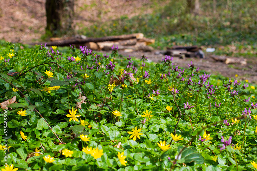 Obraz premium Spring flowers in the forest