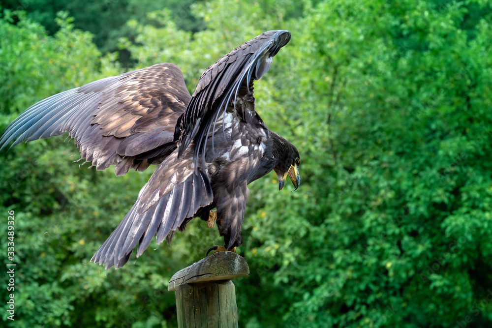Fototapeta premium Haliaeetus albicilla - young sea eagle with open beak with spread wings resting on wooden pole