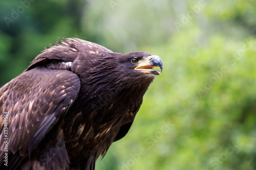 Haliaeetus albicilla - young sea eagle looking for prey with beautiful green bokeh