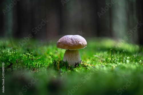 Still life in a forest with a real mushroom growing in a beautiful, lush, green moss. In the background trees and shining light.