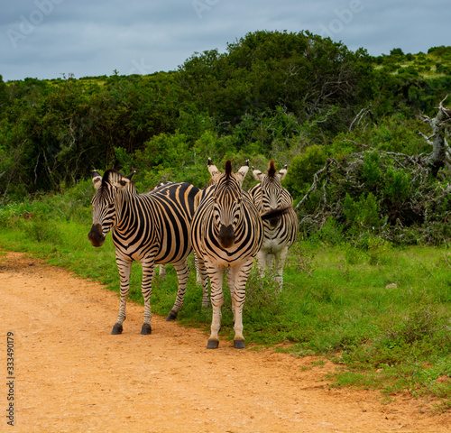 Zebra at Addo Elephant National Park