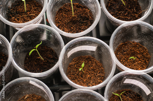 Seedling tomatoes in plastic glasses. sprouts after dive