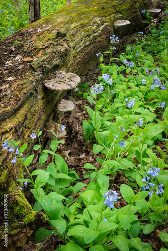 Virginia bluebells sprout on the forest floor next to a decaying log with shelf fungus in the spring woods.