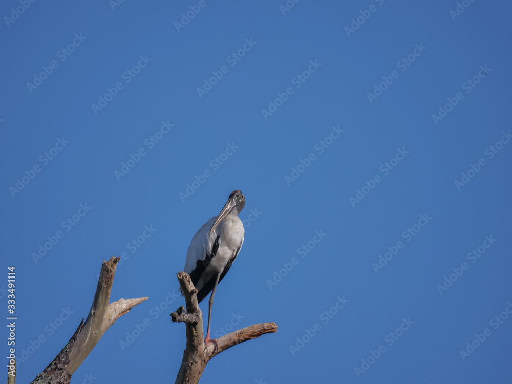 Woodstork Woodstork