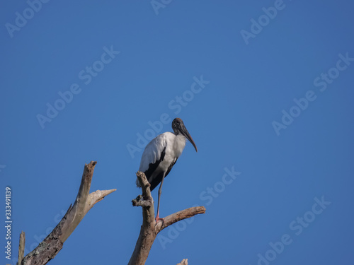Woodstork