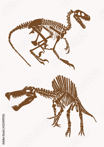 Graphical vintage set of spinosaurus skeletons, sepia background,paleontology,vector illustration