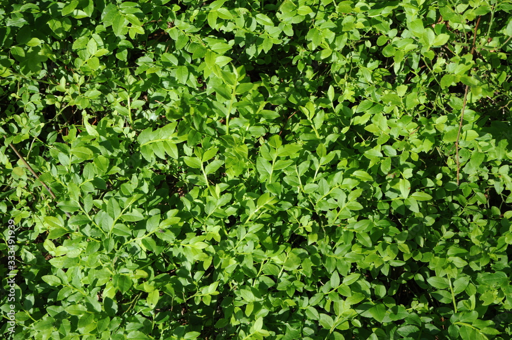 Heidelbeerkraut Heidelbeerkraut